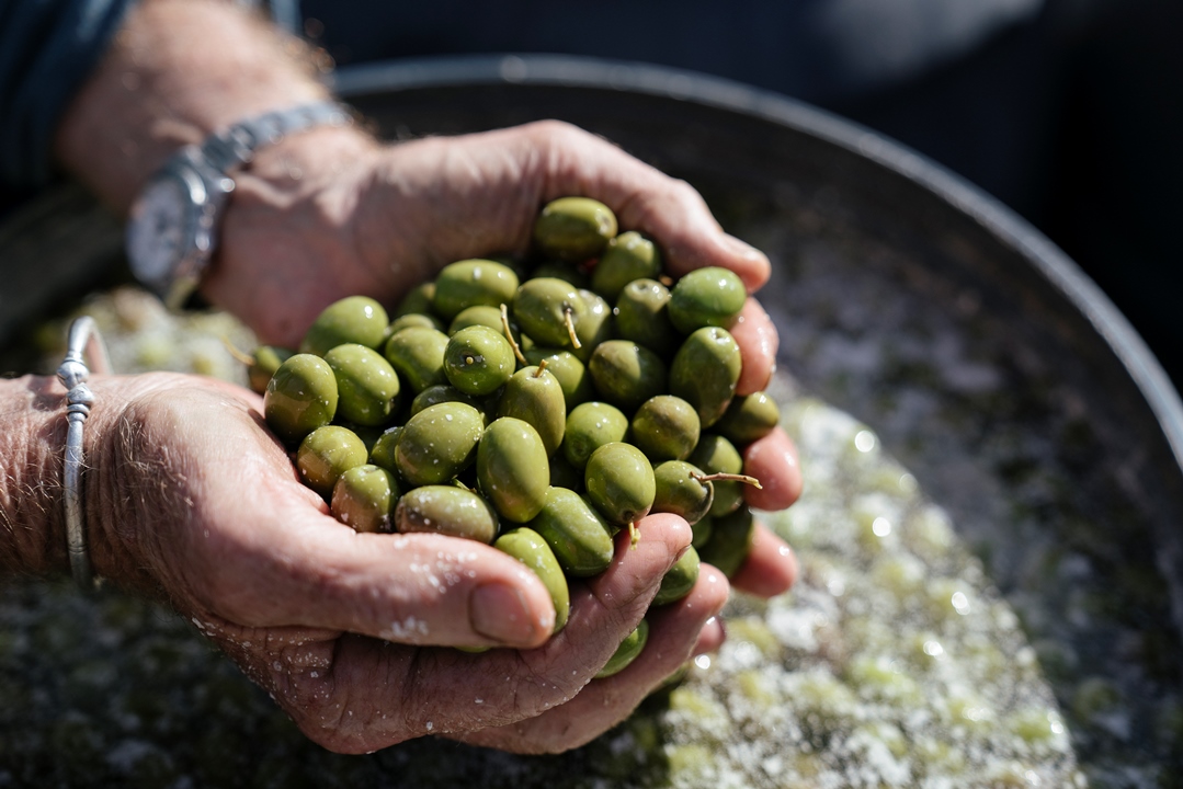 ALTO Olives olives