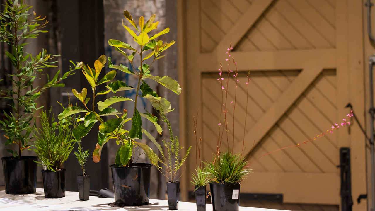 Seven native Australian plants on a table at Carriageworks.