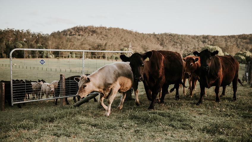 Cows run throw a gate at The Food Farm