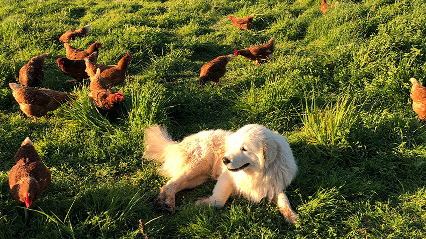 A dog lies on the grass, surrounded by hens.