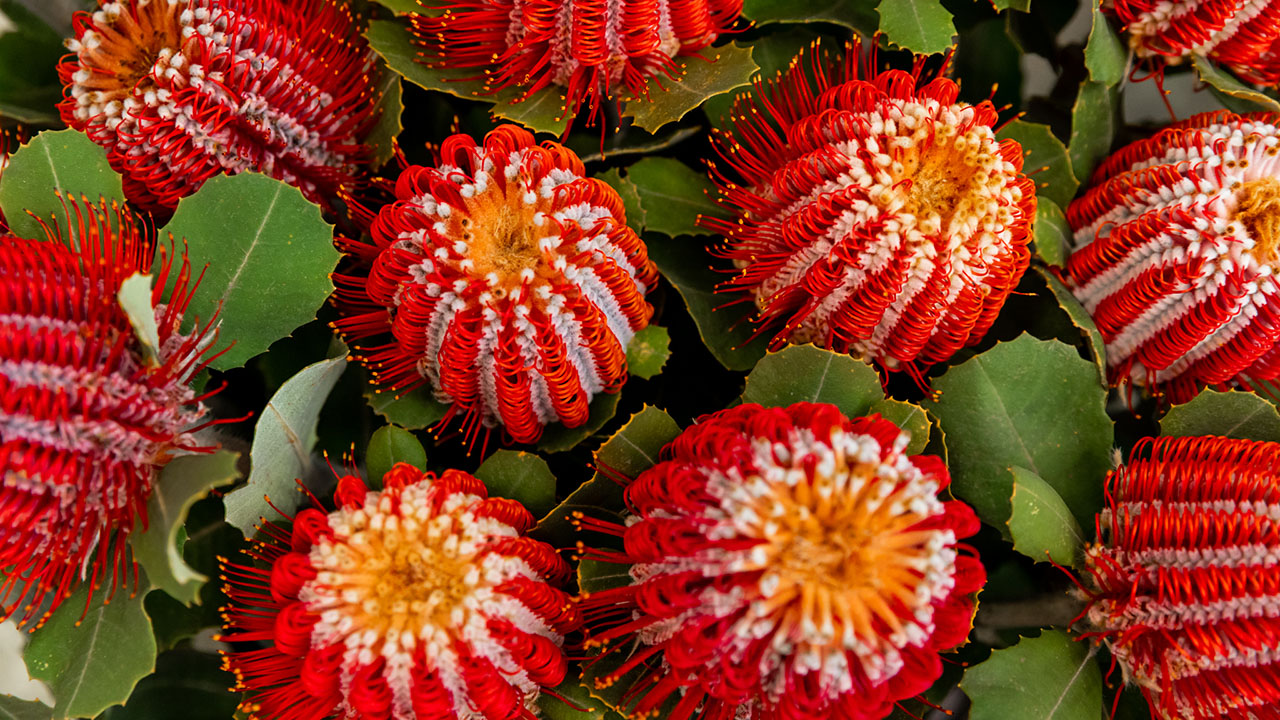 Jonima Flowers red banksia