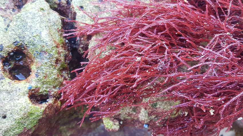 Image of pink seaweed underwater next to a rock