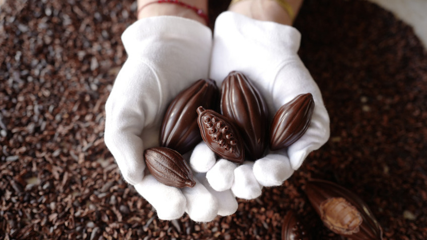 Gloved hands holding nut-shaped chocolates.