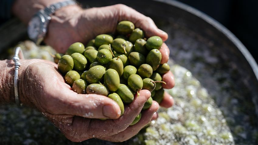 Someone holds up a handful of bright green olives.